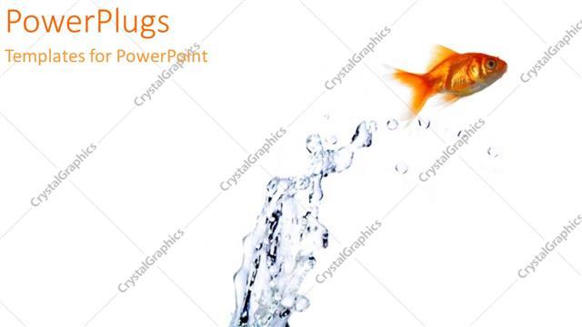  Presentation with gold - A gold fish jumping out of the blue water with a white background as a metaphor