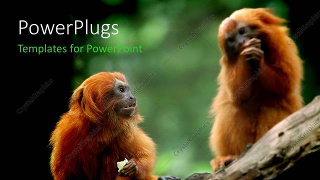  Presentation with golden - Two monkeys with greenery in the background