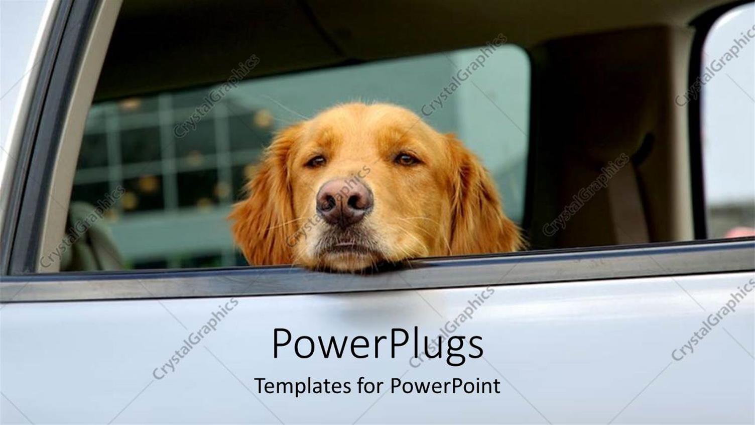 Featuring Golden Retriever Looking Out the Window of a Car