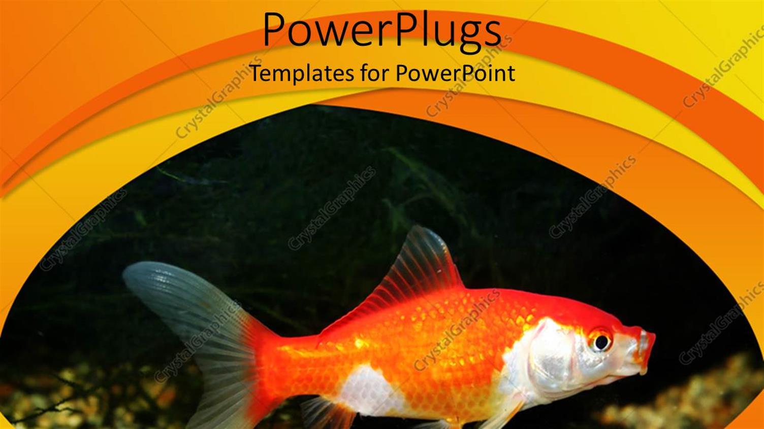 Premium Template for PowerPoint & Google Slides 