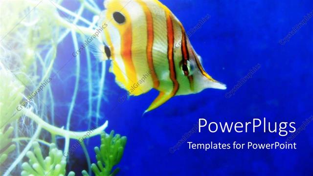  Presentation with goldfish - A goldfish with bluish background and the place for text