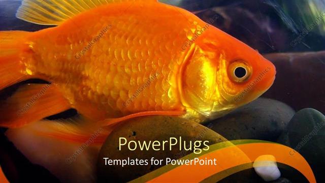  Presentation with goldfish - Goldfish close up, aquarium, gold background