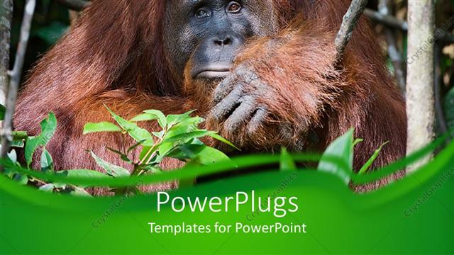  Presentation with forest - A gorilla sitting in the bushes in the forest environment