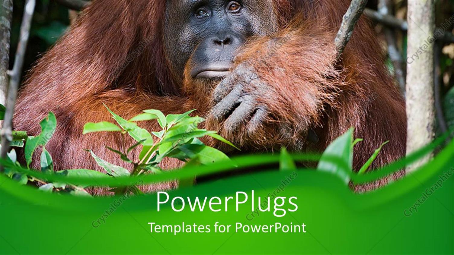 Premium Template for PowerPoint & Google Slides 