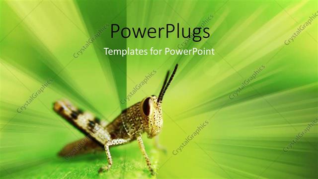  Presentation with abstract green - Grasshopper on green field with abstract background