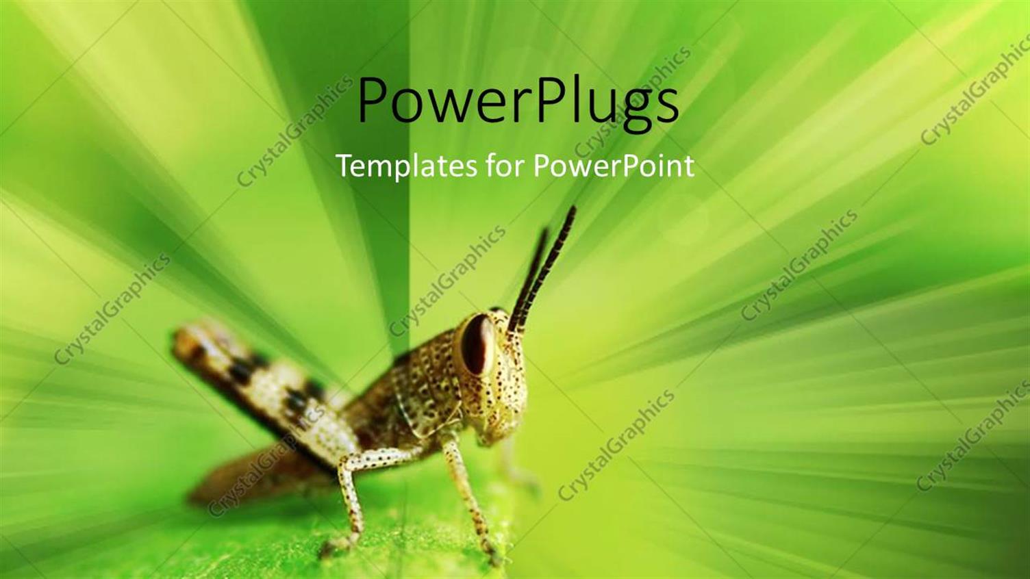 Premium Template for PowerPoint & Google Slides 