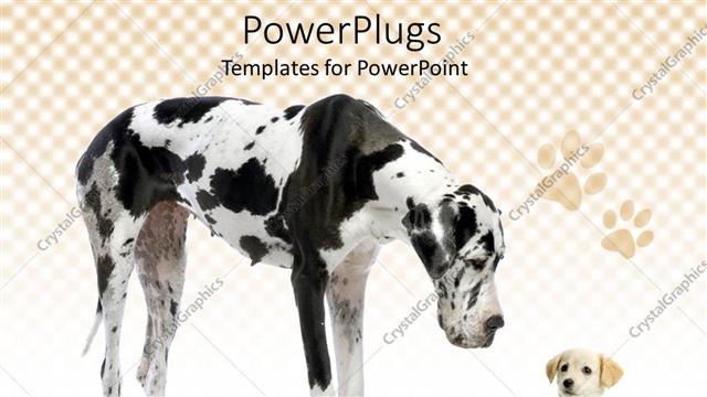  Presentation with animals - Great Dane harlequin and puppy Labrador looking at each other