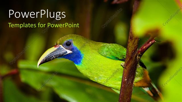  Presentation with green leaves - A green bird with a number od leaves and place for text