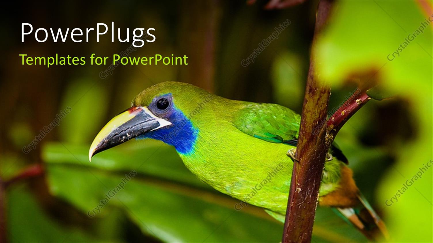 Premium Template for PowerPoint & Google Slides 