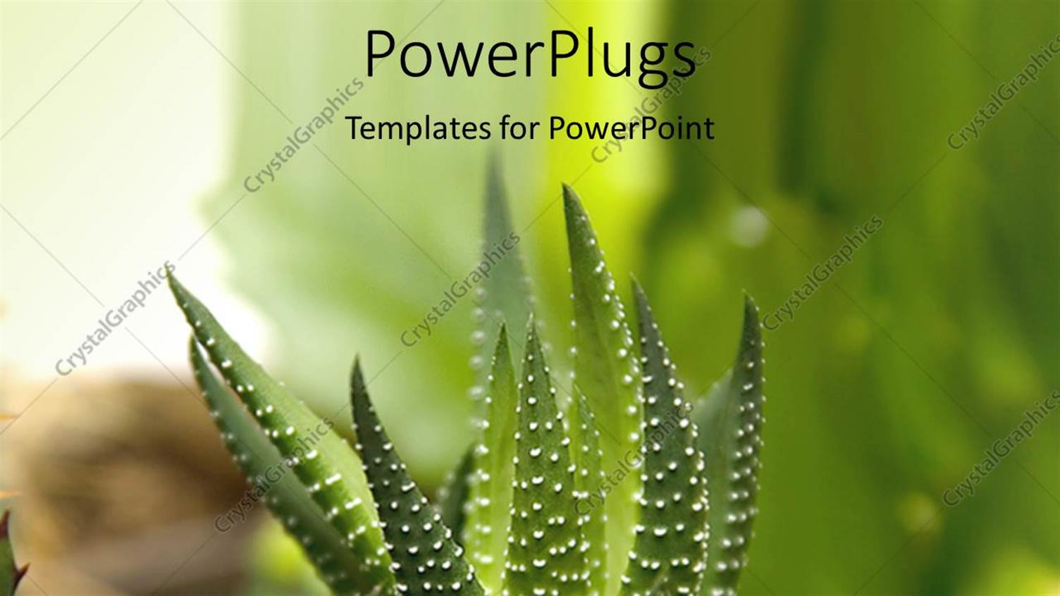 Premium Template for PowerPoint & Google Slides 