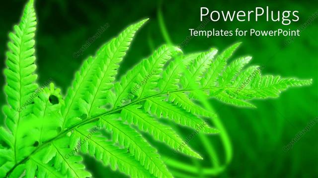  Presentation with fern - Green fern leaf on blurred grass, glowing leaf in forest