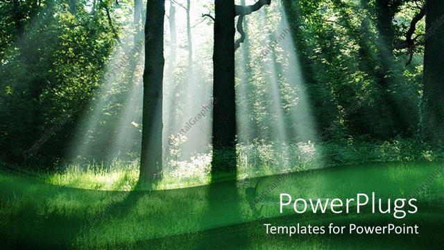  Presentation with sunlight - Green forest with bright sunlight rays illuminating green trees and grass