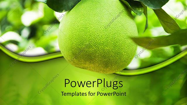  Presentation with agriculture - Green grapefruit growing on branch, nutrition, health, agriculture