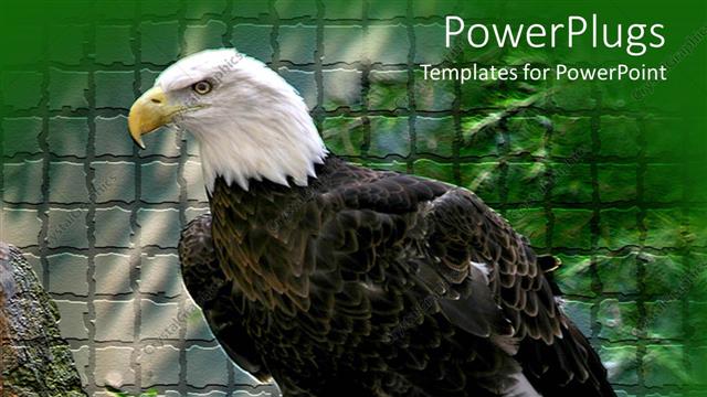  Presentation with rock wall - Green and grey brick patterned wall with American eagle standing n rock