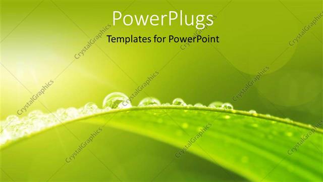  Presentation with green leaf - Green leaf with dew in morning depicting nature