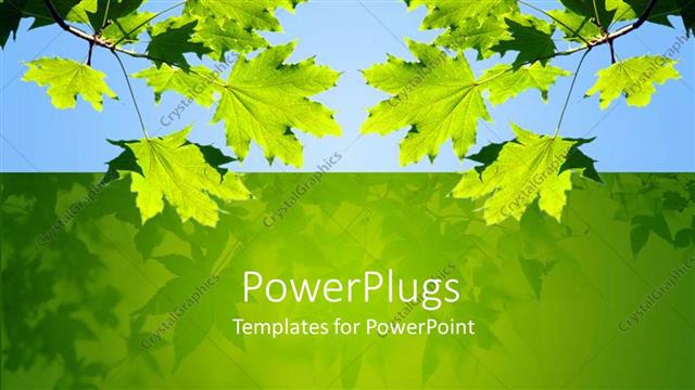  Presentation with green maple leaves - Green leaves on branches over blue sky and green background