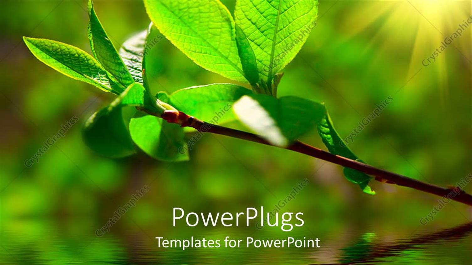 Premium Template for PowerPoint & Google Slides 
