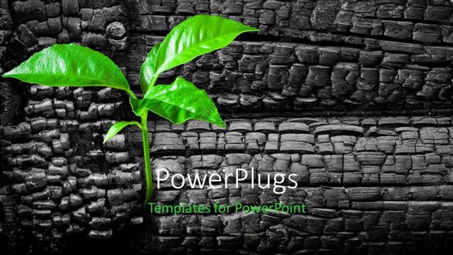  Presentation with bricks - A green plant with a number of bricks in the background