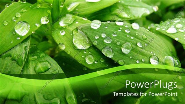  Presentation with water plant - Green plant with water droplets in its natural habitat