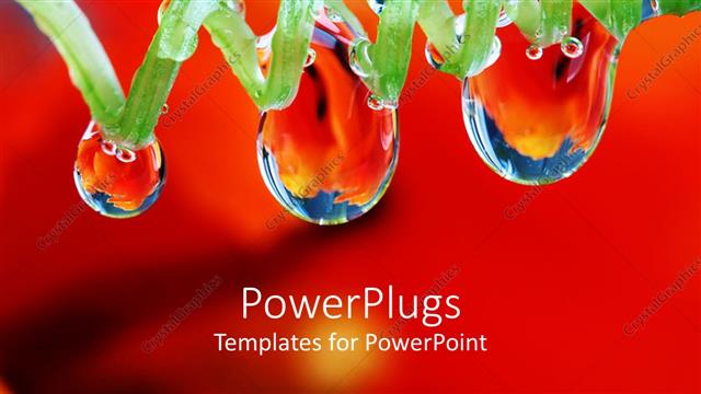  Presentation with tulips - Green spiral strand with rain drops on a red background