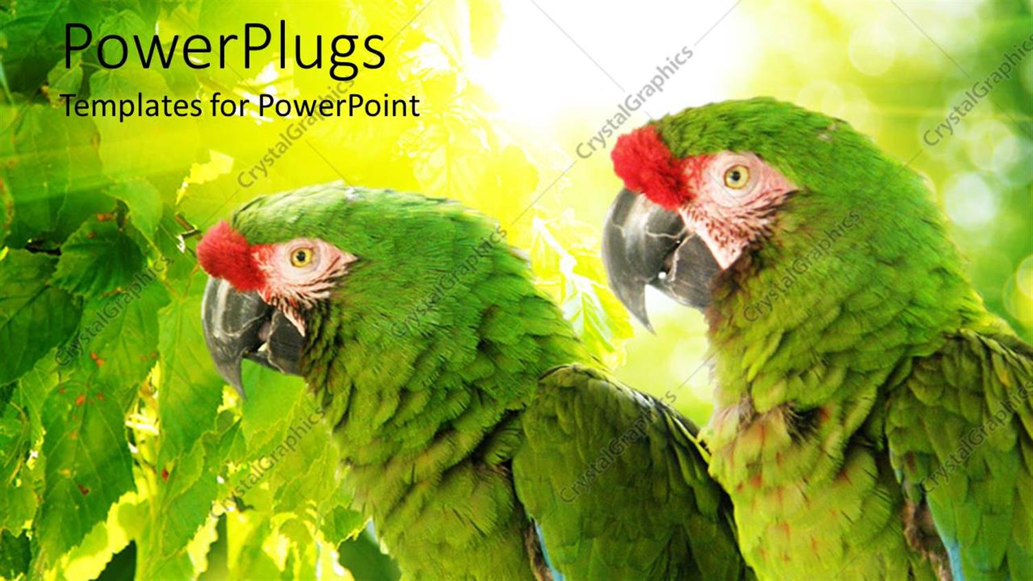 Premium Template for PowerPoint & Google Slides 