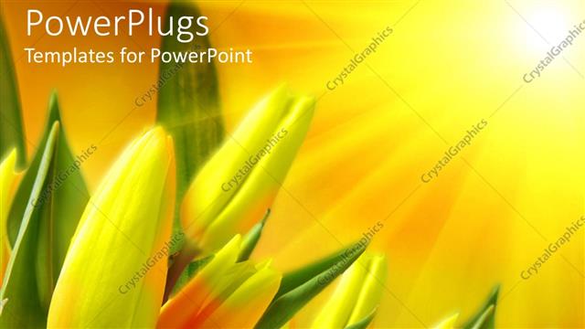  Presentation with tulips - Green and yellow tulips receives sun rays from sunshine