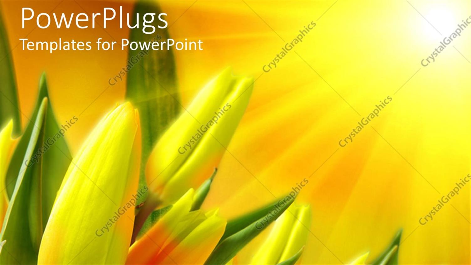 Premium Template for PowerPoint & Google Slides 