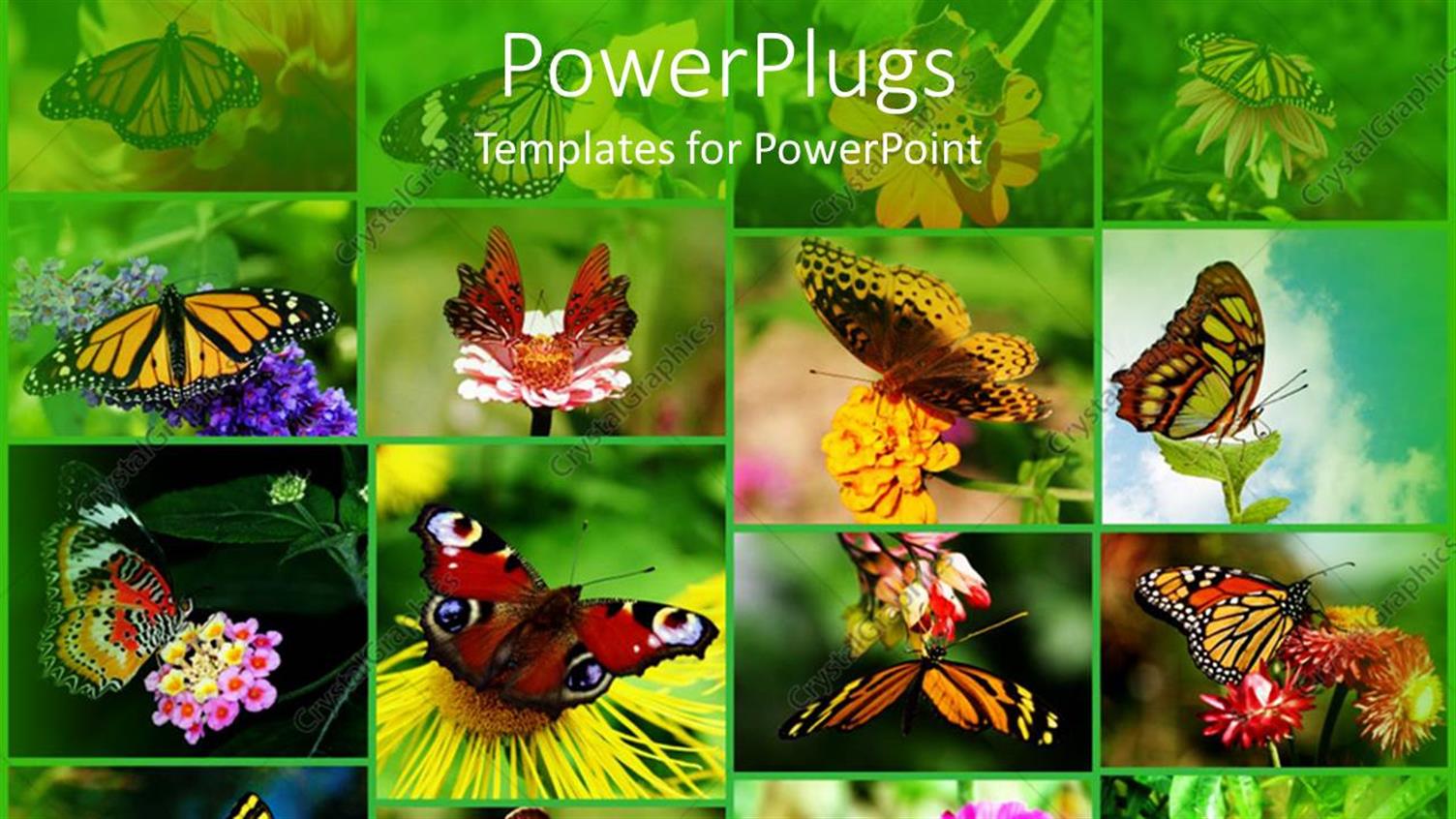 Premium Template for PowerPoint & Google Slides 