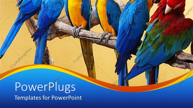  Presentation with parrots - Group of brightly colored macaws sit on tree branch