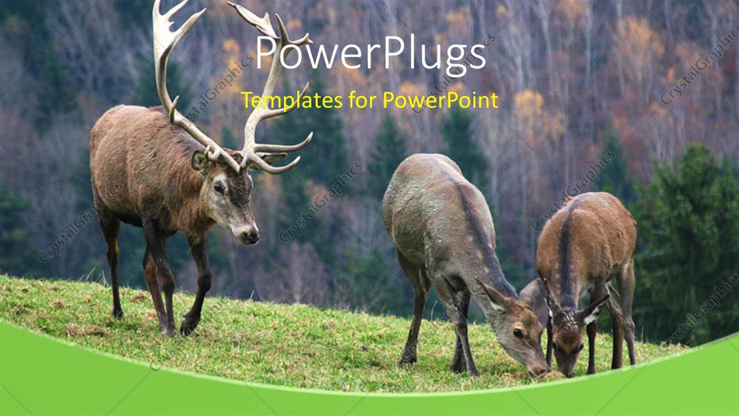 Premium Template for PowerPoint & Google Slides 