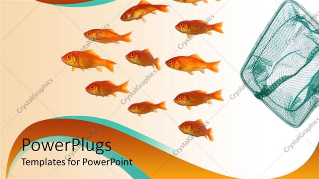  Presentation with goldfish - Group of goldfish swimming away from net