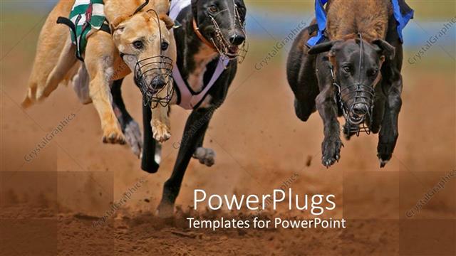  Presentation with competition - A group of greyhounds running behind a prey