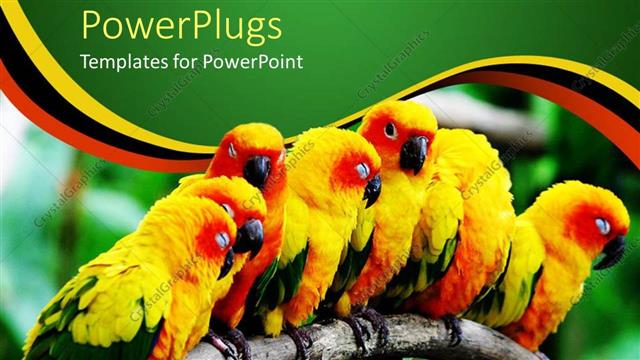  Presentation with parrots - A group of parrots together with blurred background