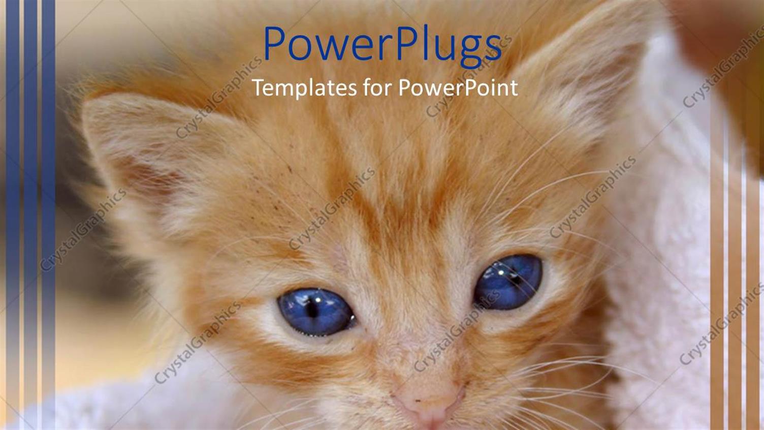 Premium Template for PowerPoint & Google Slides 