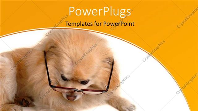  Presentation with animal - Hairy dog with eye glasses reading pages of newspaper