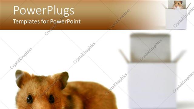  Presentation with think - A hamster in front of a box with white background