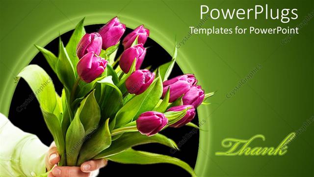  Presentation with give - Hand holding pink tulip bouquet, Thank you