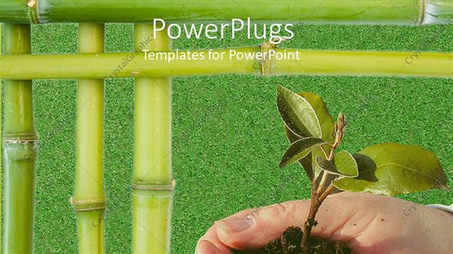  Presentation with green tree - Hands holding young tree plant with bamboo stick borders on green grass background