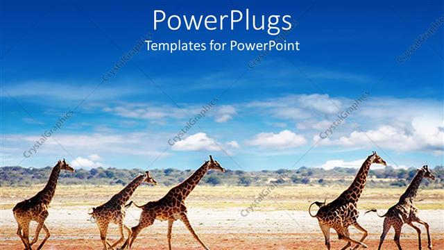  Presentation with savanna - Herd of giraffes running on savanna