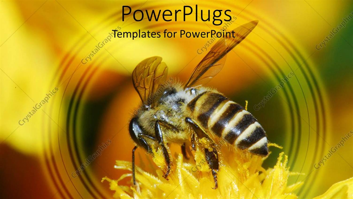 Premium Template for PowerPoint & Google Slides 