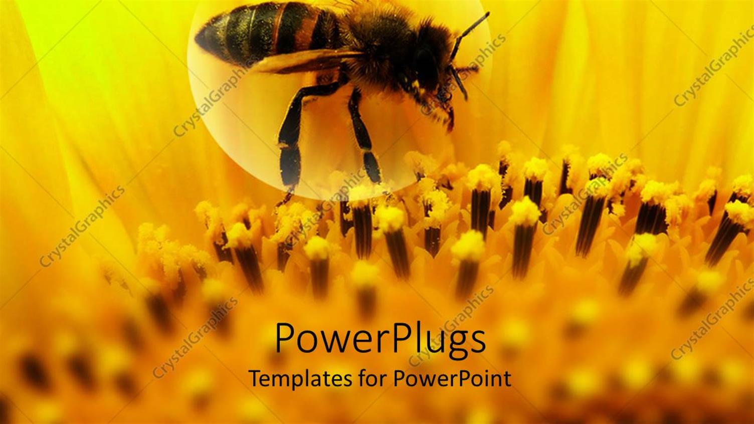 Premium Template for PowerPoint & Google Slides 