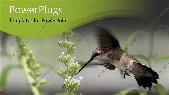  Presentation with white flowers - Hummingbird drinking from small white flowers