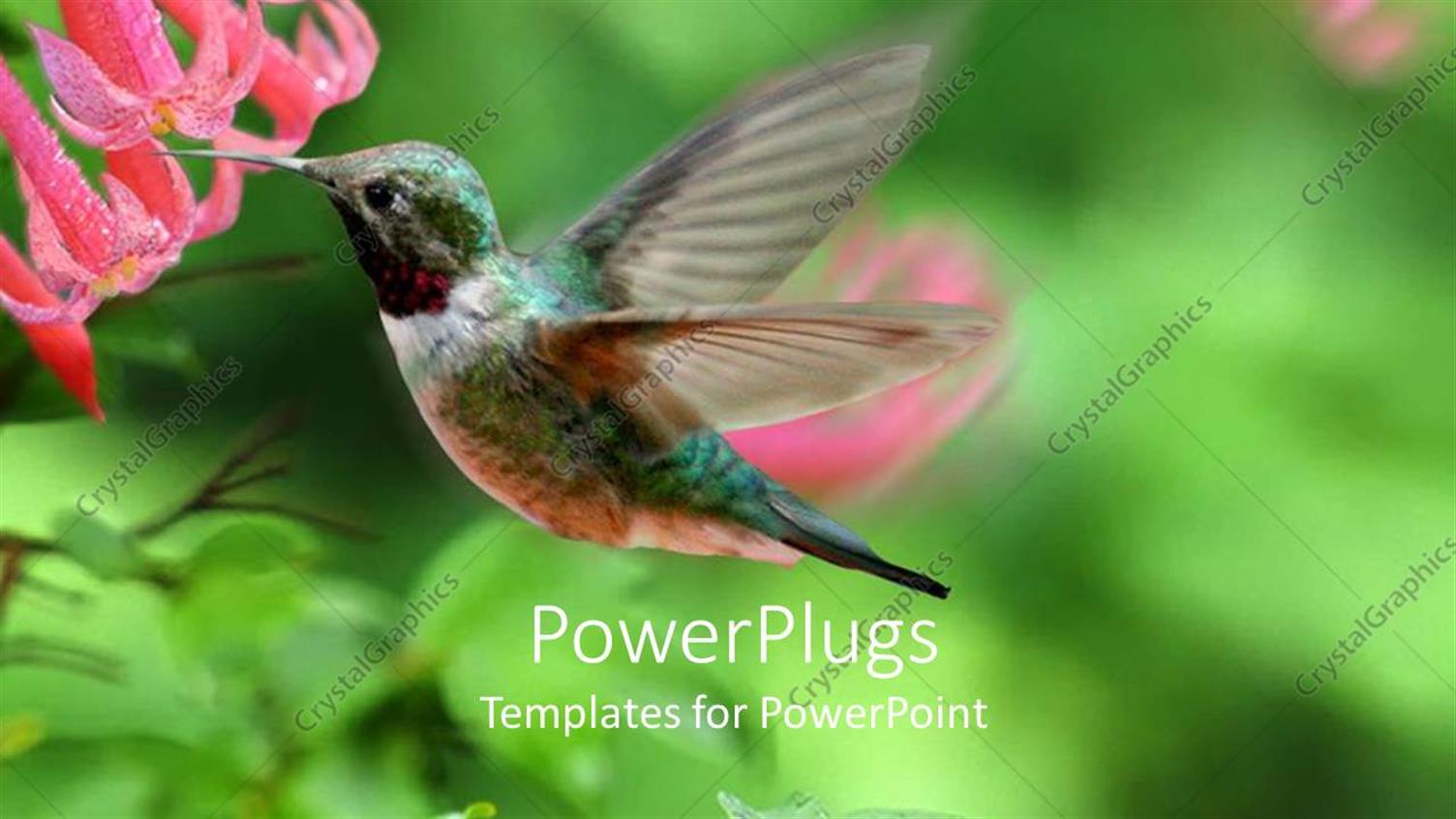 Featuring a Hummingbird Feeding on a Flower