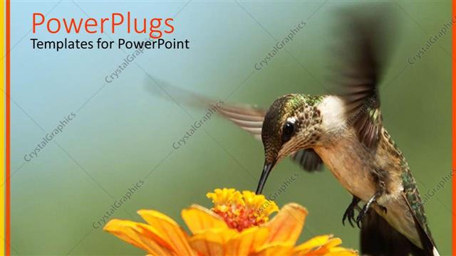  Presentation with flight - Hummingbird performing flight movements collecting nectar from yellow flower