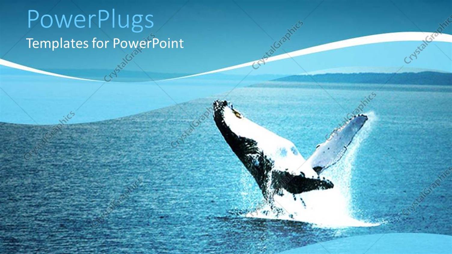 Featuring Humpback Whale Leaping from Water, Blue Background