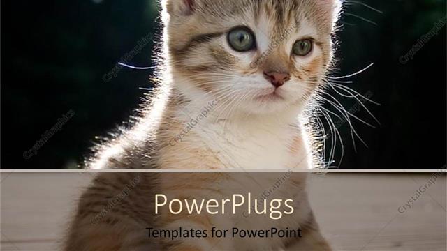  Presentation with kitten - Kitten watching at something in front of it, focused little cat on blurred background