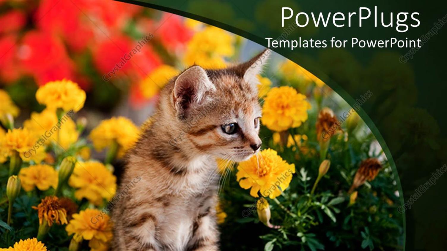 Premium Template for PowerPoint & Google Slides 