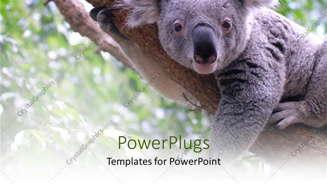  Presentation with animal - Koala bear laying on tree branch