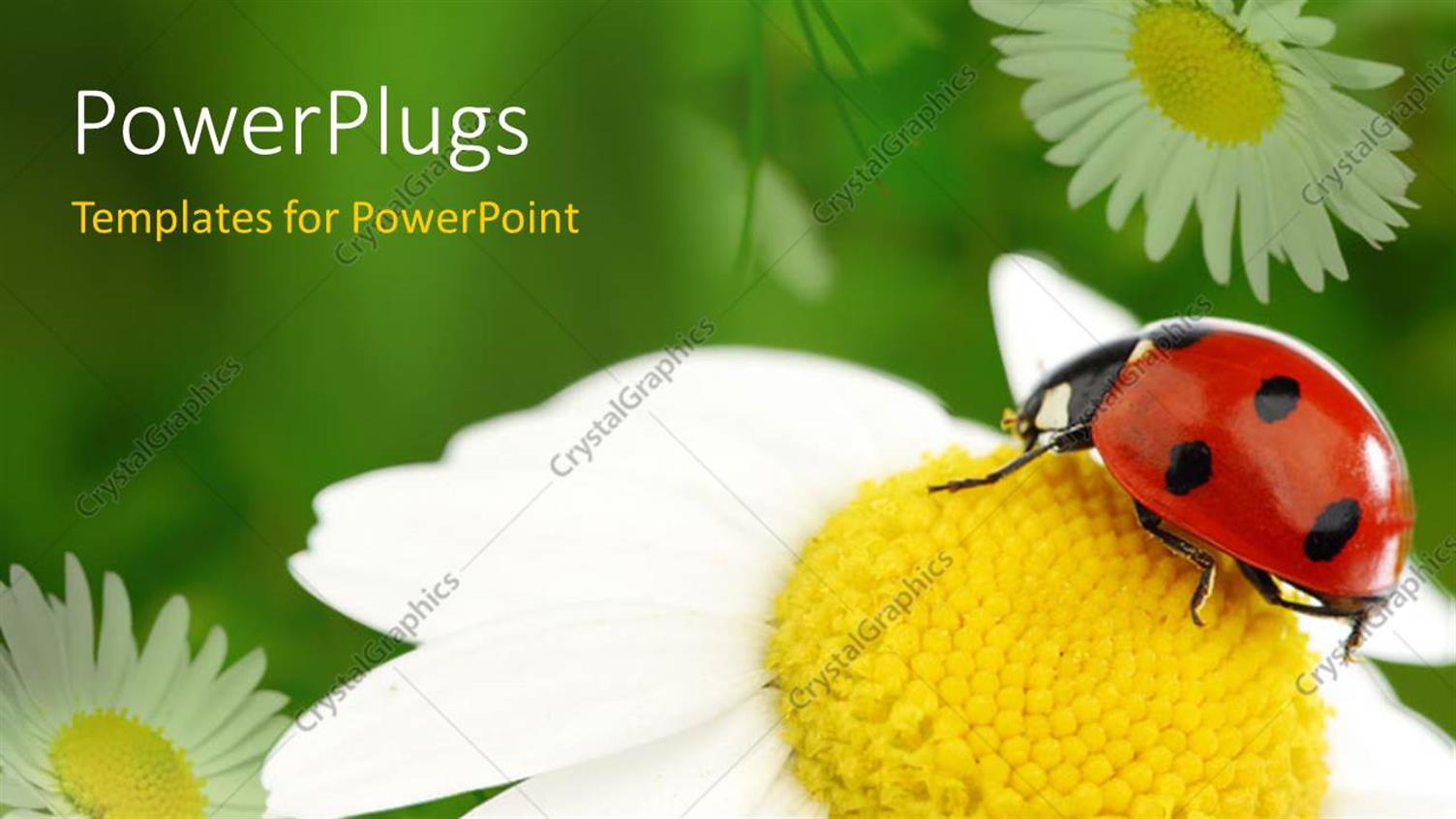 Premium Template for PowerPoint & Google Slides 