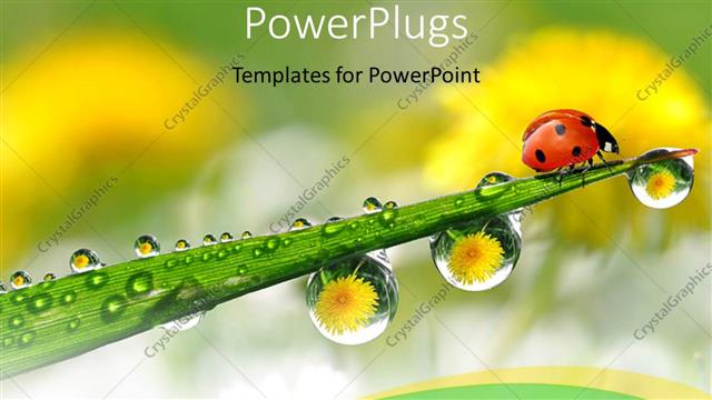  Presentation with plant - Ladybug on green plant stem with?water drops from morning dew